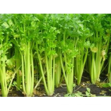 Wholeseller of New Crop Fresh Celery